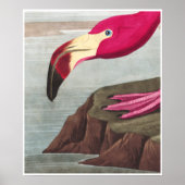 FLAMINGO PARK Audobon American Flamingo Poster (Voorkant)
