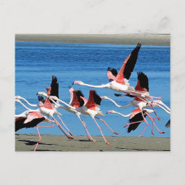 Flamingo Pink Flight Wildlife Foto Briefkaart