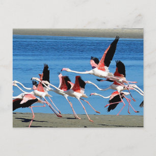 Flamingo Pink Flight Wildlife Foto Briefkaart