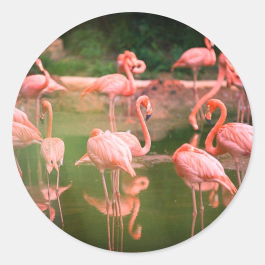 Flamingo Pink Ronde Sticker (Voorkant)