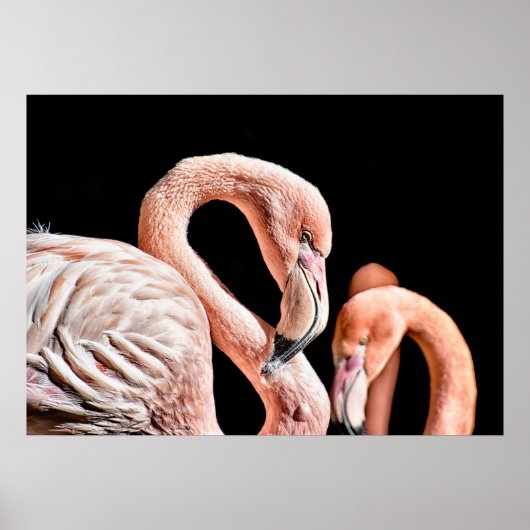 Flamingo Pink Wildlife Foto Poster (Voorkant)