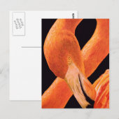 Flamingo Portrait Briefkaart (Voorkant / Achterkant)