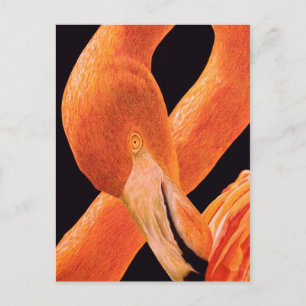 Flamingo Portrait Briefkaart