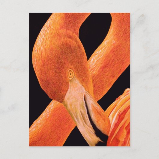Flamingo Portrait Briefkaart (Voorkant)