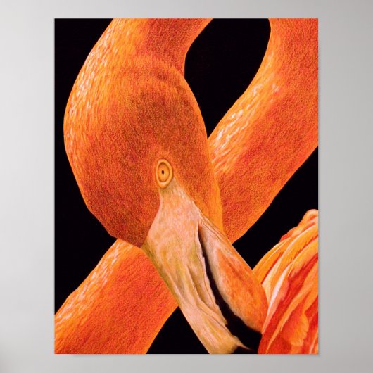 Flamingo Portret Poster (Voorkant)