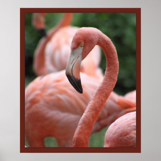 Flamingo Pose 20x24 Print - andere formaten ook (Voorkant)