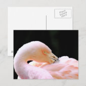 Flamingo Post Card Briefkaart (Voorkant / Achterkant)