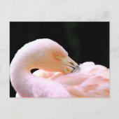 Flamingo Post Card Briefkaart (Voorkant)