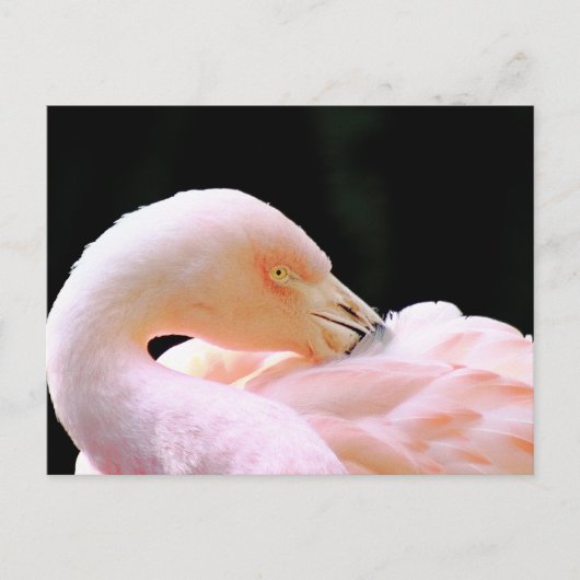 Flamingo Post Card Briefkaart (Voorkant)