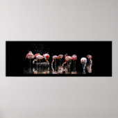 Flamingo Poster (Voorkant)