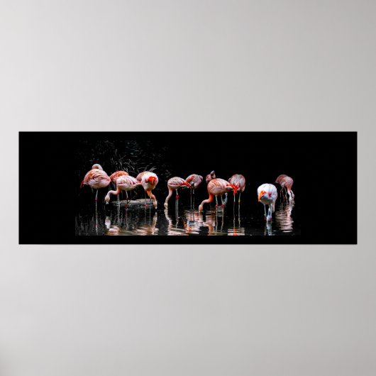  Flamingo Poster (Voorkant)