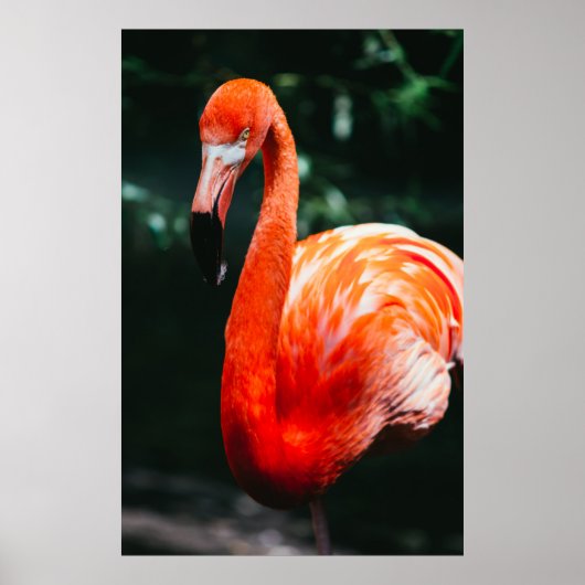 FLAMINGO POSTER (Voorkant)