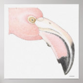 Flamingo Poster (Voorkant)