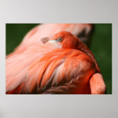 Flamingo Poster (Voorkant)