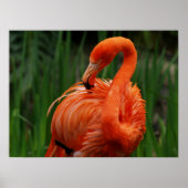 flamingo poster (Voorkant)