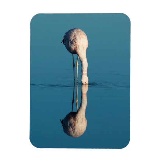 Flamingo Reflection, Laguna Chaxa, Atacama Magneet (Verticaal)