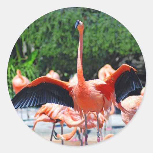 Flamingo Ronde Sticker (Voorkant)