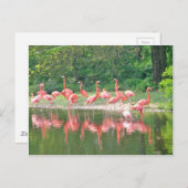 Flamingo Row bij het Leermeer, vogelroze wild Briefkaart (Voorkant / Achterkant)