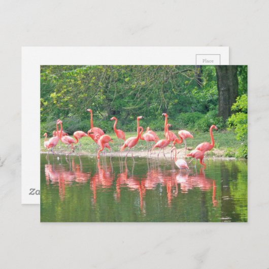 Flamingo Row bij het Leermeer, vogelroze wild Briefkaart (Voorkant / Achterkant)