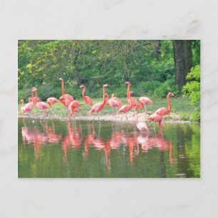 Flamingo Row bij het Leermeer, vogelroze wild Briefkaart