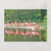 Flamingo Row bij het Leermeer, vogelroze wild Briefkaart (Voorkant)