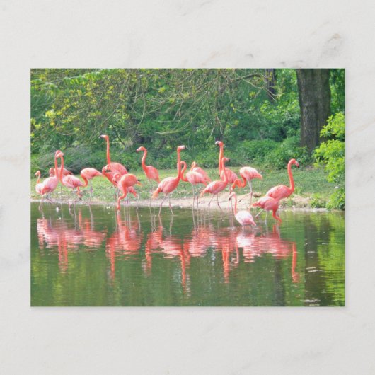 Flamingo Row bij het Leermeer, vogelroze wild Briefkaart (Voorkant)