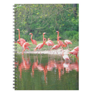 Flamingo Row bij het Leermeer, vogelroze wild Notitieboek