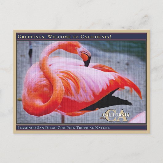 Flamingo San Diego Zoo Roze tropische Natuur Briefkaart (Voorkant)