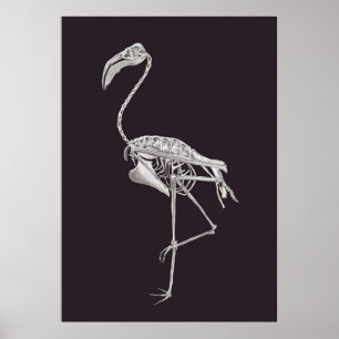 Flamingo Skeleton Bird Halloween Animal Anatomie Poster