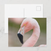 Flamingo Sluiten Briefkaart (Voorkant / Achterkant)