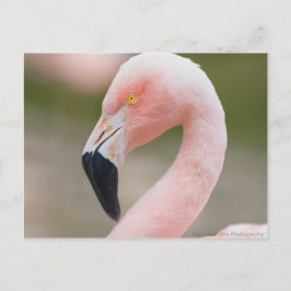 Flamingo Sluiten Briefkaart