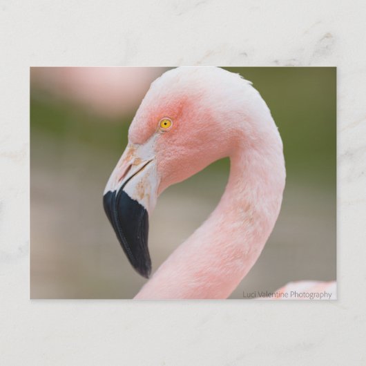 Flamingo Sluiten Briefkaart (Voorkant)