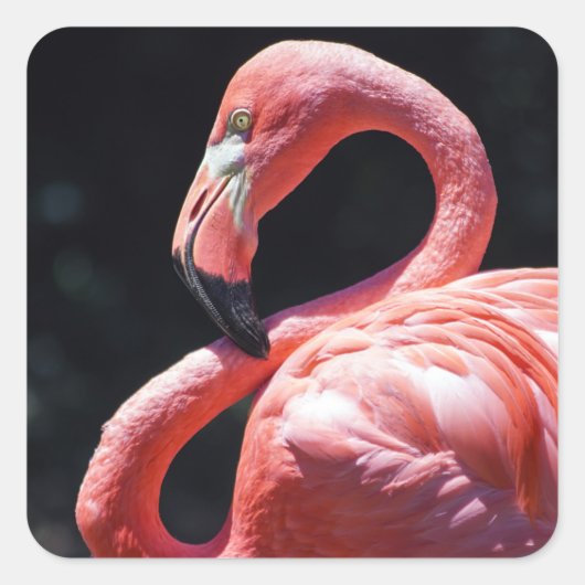 Flamingo Sticker (Voorkant)