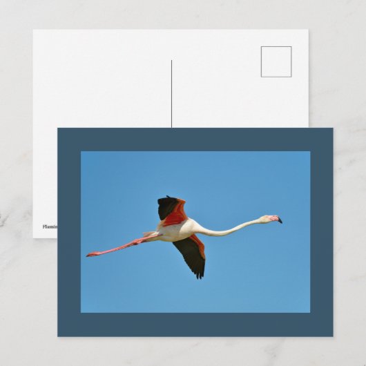 Flamingo tijdens de vlucht briefkaart (Voorkant / Achterkant)