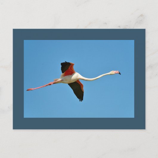 Flamingo tijdens de vlucht briefkaart (Voorkant)