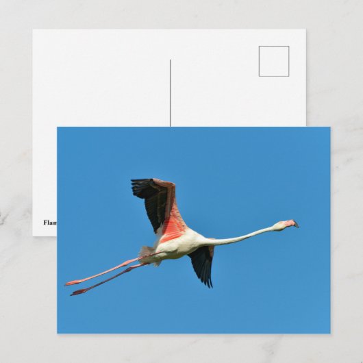 Flamingo tijdens de vlucht briefkaart (Voorkant / Achterkant)