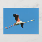 Flamingo tijdens de vlucht briefkaart (Voorkant)