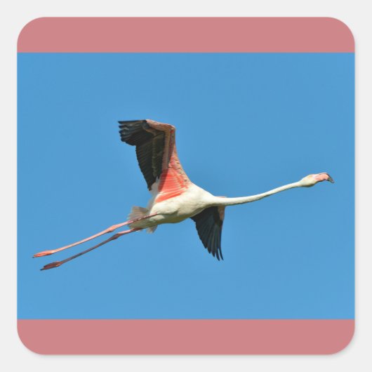 Flamingo tijdens de vlucht vierkante sticker (Voorkant)