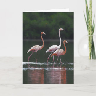 Flamingo Trio Kaart