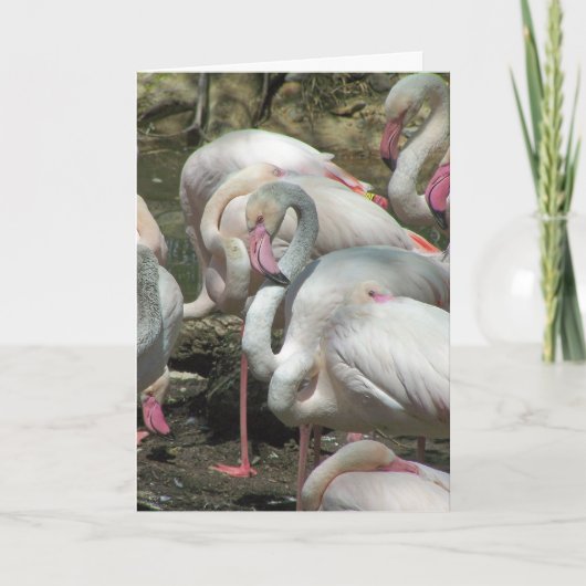 Flamingo Valentijn Feestdagen Kaart (Voorkant)