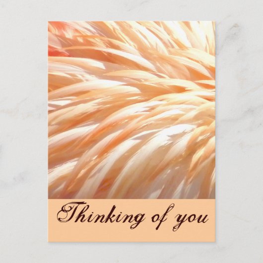 Flamingo veren_ briefkaart (Voorkant)