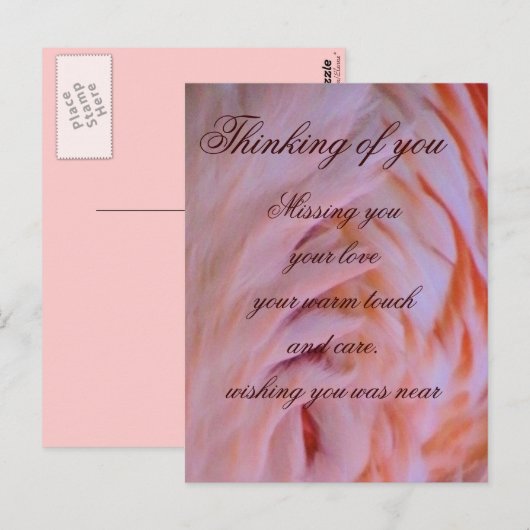 Flamingo veren_ briefkaart (Voorkant / Achterkant)