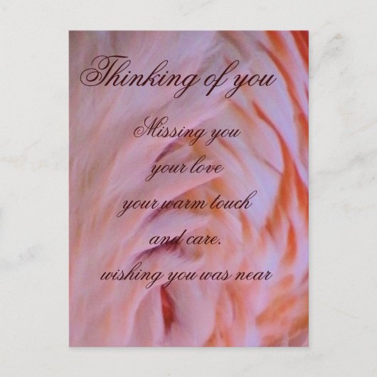 Flamingo veren_ briefkaart (Voorkant)