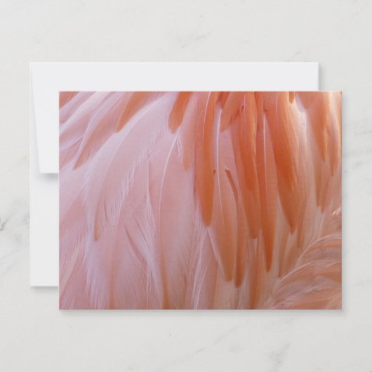 Flamingo-veren in roze tinten (Voorkant)