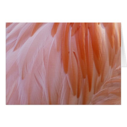 Flamingo-veren in roze tinten (Voorkant Horizontaal)