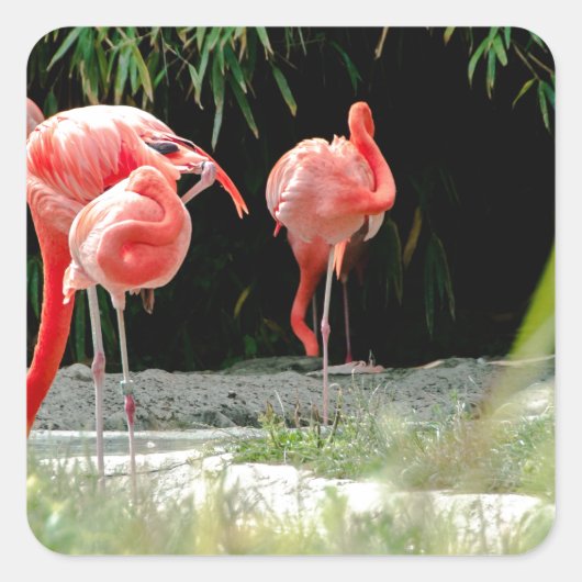 flamingo vierkante sticker (Voorkant)
