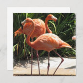 Flamingo Vluchtaanroep Kaart (Voorkant / Achterkant)