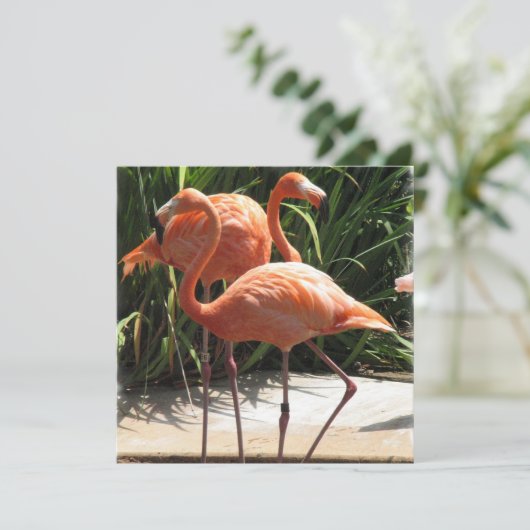 Flamingo Vluchtaanroep Kaart (Staand voorkant)