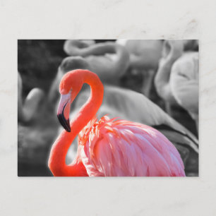 Flamingo Vogelfotografie Briefkaart