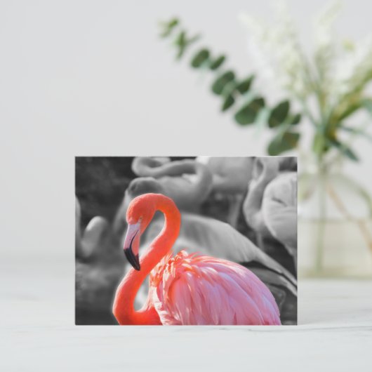 Flamingo Vogelfotografie Briefkaart (Staand voorkant)